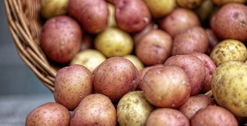 Названо причину збільшення імпорту картоплі