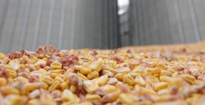 Цього року світове виробництво зернових може досягти рекордного рівня — ФАО