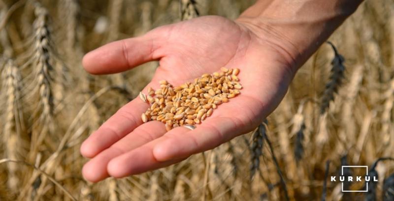 Названо регіони України з найнижчим урожаєм озимої пшениці за 4 роки