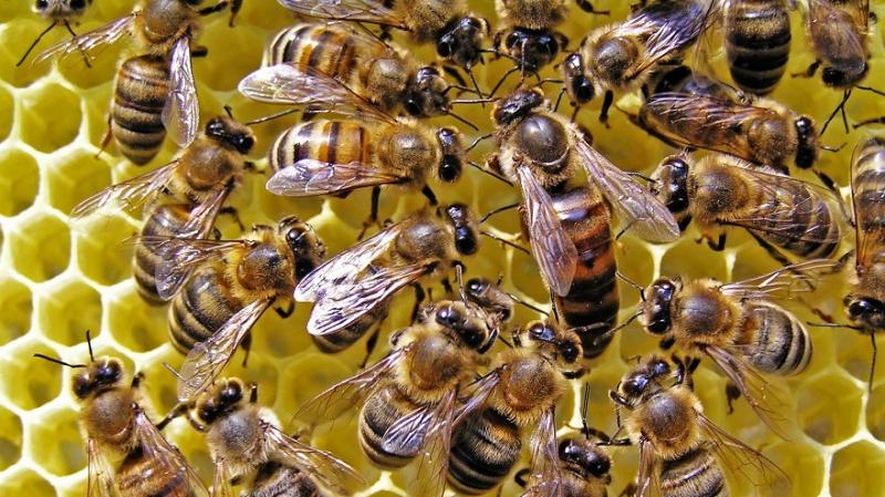 Повернення коштів за бджоломаток та рибопосадковий матеріал запрацює на Львівщині