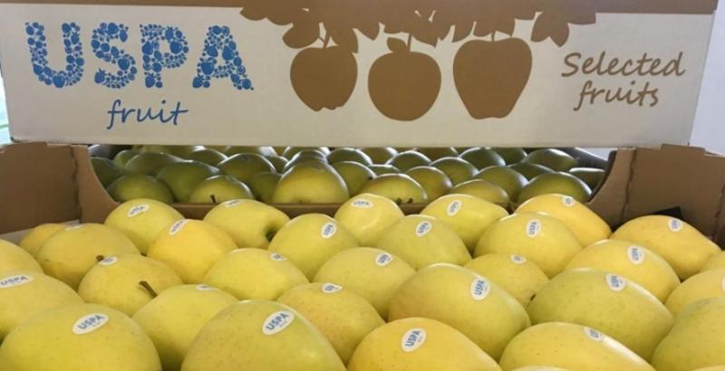 Українська компанія експортувала першу партію яблук нового врожаю до Дубаю