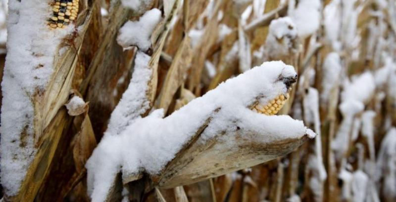 В США на полях залишиться зимувати 8% врожаю кукрудзи