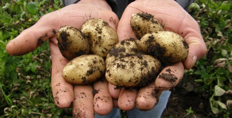 Науковці випробували ГМ-картоплю зі стійкістю до фітофторозу
