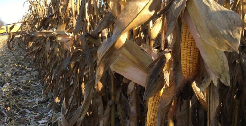 На Сумщині притягли до відповідальності викрадачів кукурудзи