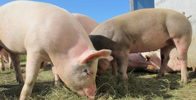 Ціна живця свиней почала знижуватись після тритижневого зростання
