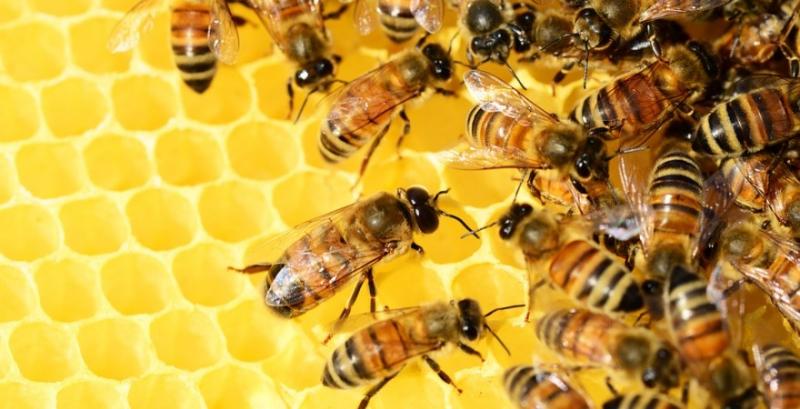 В Україні збільшуються запаси меду