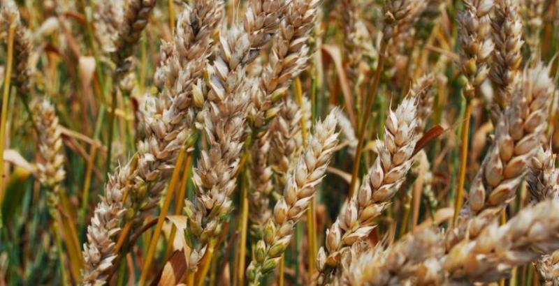 Євросоюз покращив статистику експорту м'якої пшениці і ячменю