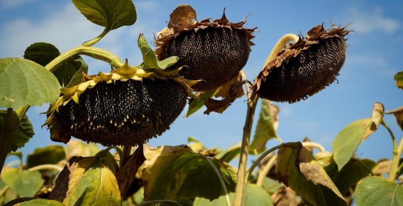 Посіви соняшнику в Україні збільшаться — думка