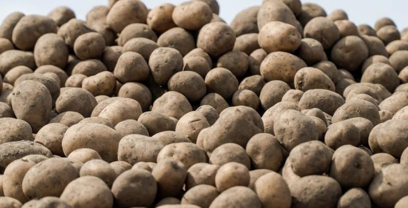 В Україні зросли обсяги картоплі на переробку — фермер