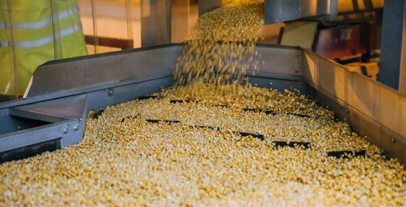 Зріс світовий попит на українську кукурудзу