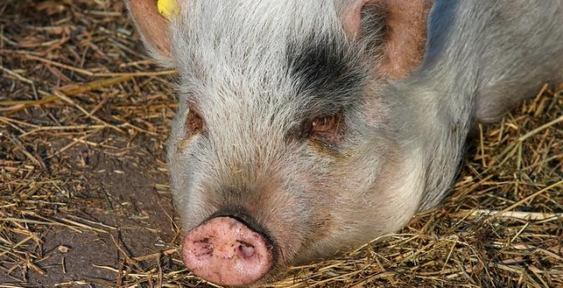 Живець свиней подешевшав на 7% за тиждень