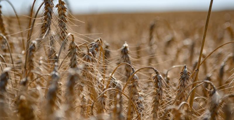 Білоцерківський елеватор пропонує фермерам знижку на довготривале зберігання зерна