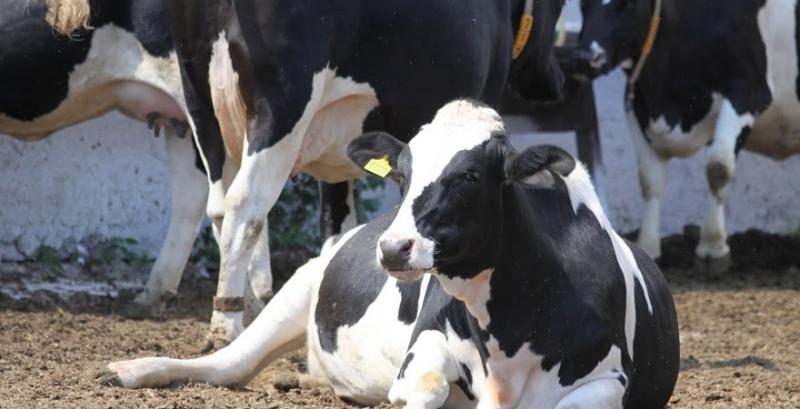 Україна скоротила виробництво молока майже на 4%