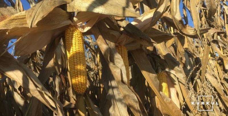 Назвали причини зростання ціни на українську кукурудзу