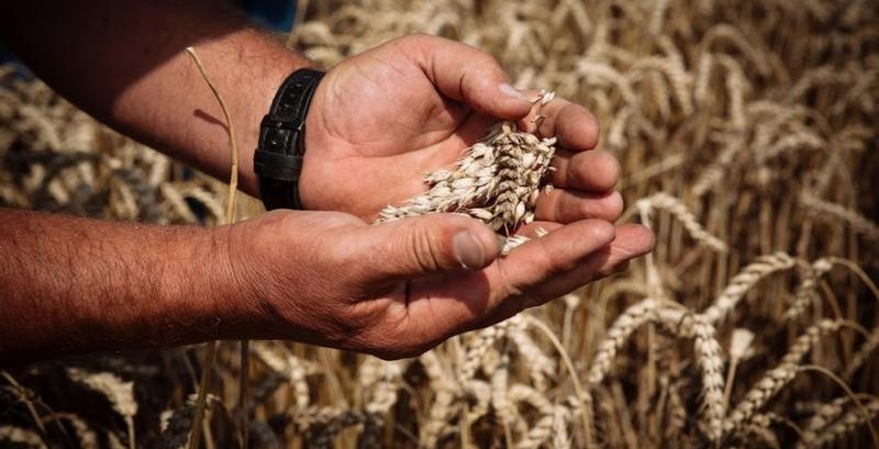 Експорт зернових з України перевищив 29 млн тонн