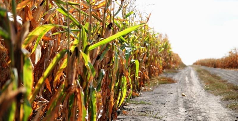 В Україні зростуть площі під кукурудзою