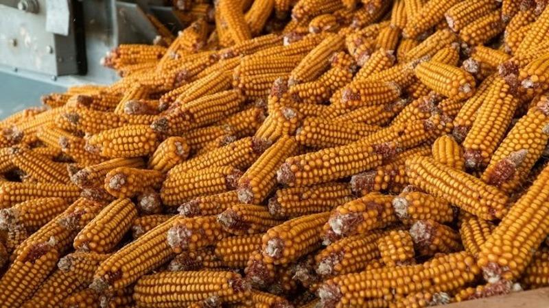 На Миколаївщині затримали викрадачів зерна кукурудзи