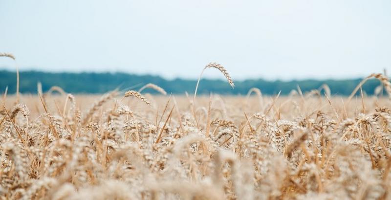 Україна експортувала пшениці на $3,3 млрд