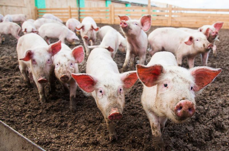 У пожежі на Полтавщині загинули понад пів сотні свиней