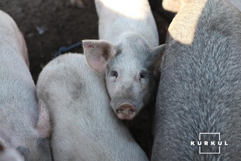 На Луганщині працює єдиний племзавод із вирощування свиней полтавської м'ясної породи