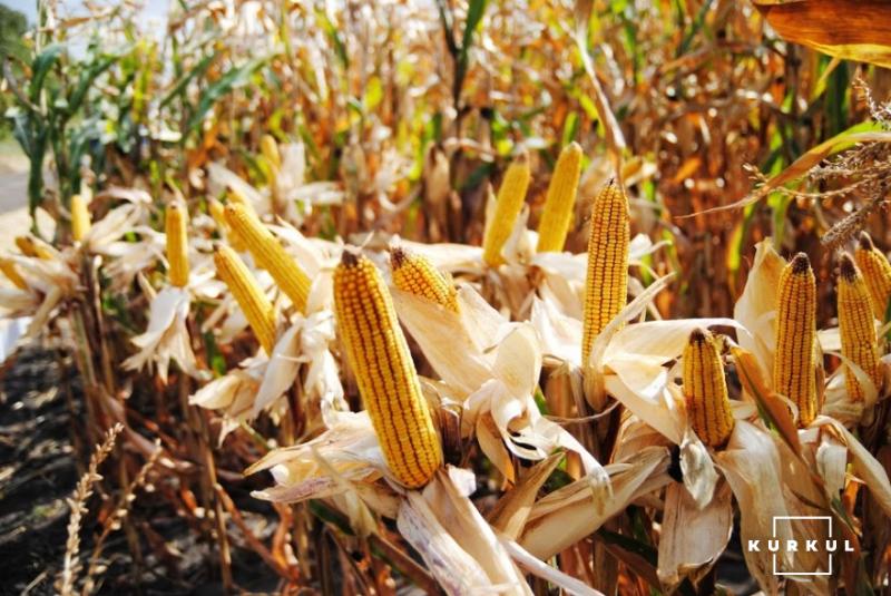Аграрії Чернігівщини зібрали рекордний урожай — майже 5 млн т зернових