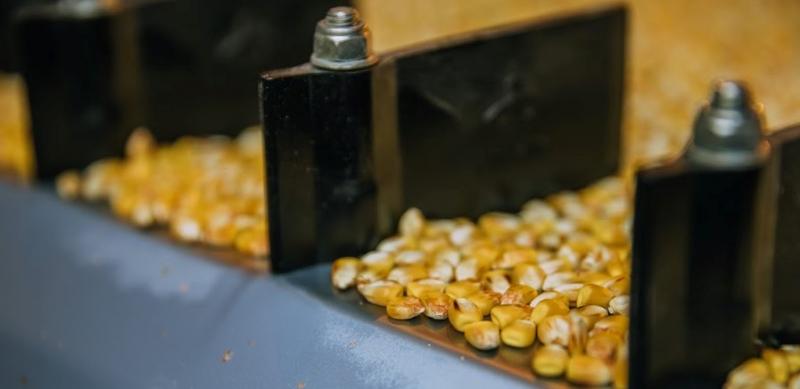 Україна може посунути США з топу виробників кукурудзи
