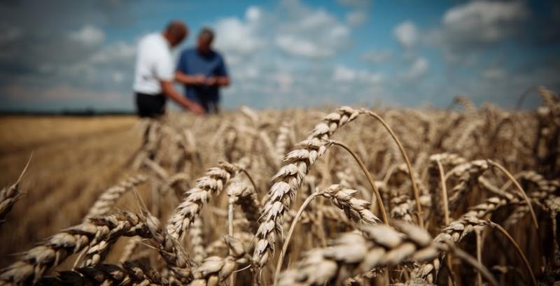 ЄС видав дозволи на імпорт української пшениці 