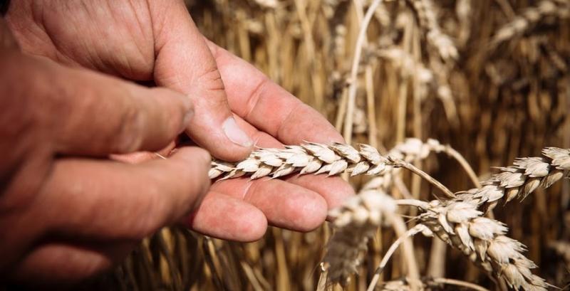 Експорт пшениці у 2020 році уповільниться — прогноз