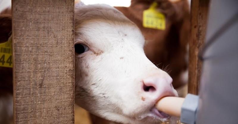 Індекс прибутковості молока минулого року був найкращим за останні 8 років — Ярмак
