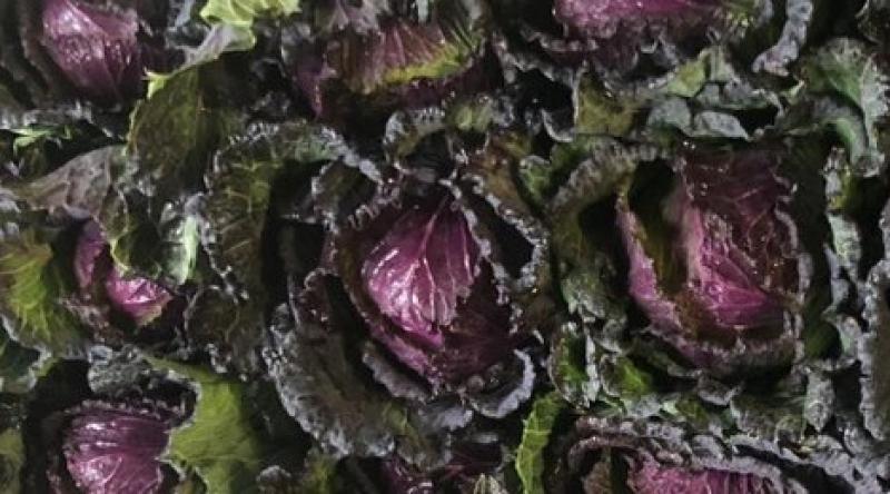У Франції будуть вирощувати забутий сорт зелено-фіолетової капусти