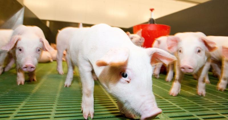 В Європі знизились ціни на свиней забійних кондицій