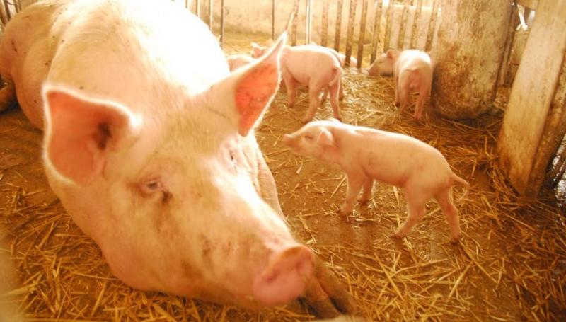 На Рівненщині виявили тушку свині інфіковану АЧС
