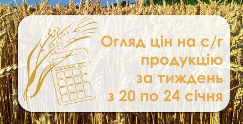 В Україні подорожчали пшениця та кукурудза — огляд за тиждень з 20 по 24 січня