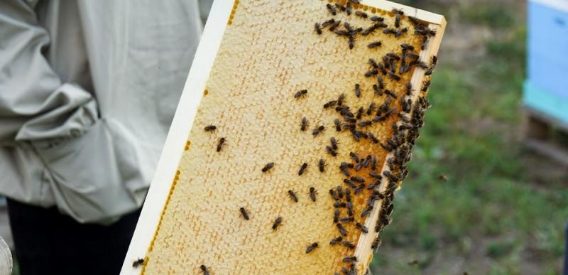 В Ізраїлі бджіл планують замінити машинам