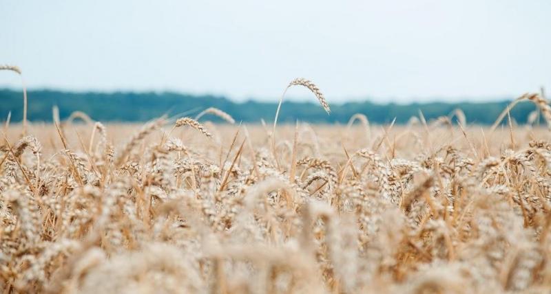 ЄС збільшив квоти на імпорт української пшениці