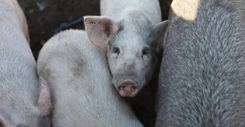 Ціни на живець свининей почали знижуватись