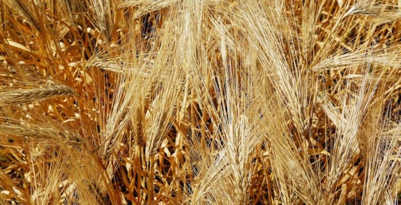 Аграрії назвали сорти зернових, стійкі до хвороб