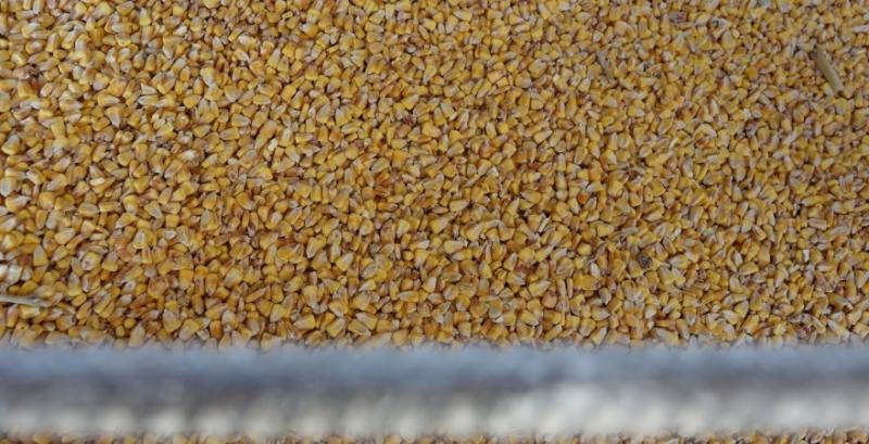 Україна нарощує експорт кукурудзи та пшениці