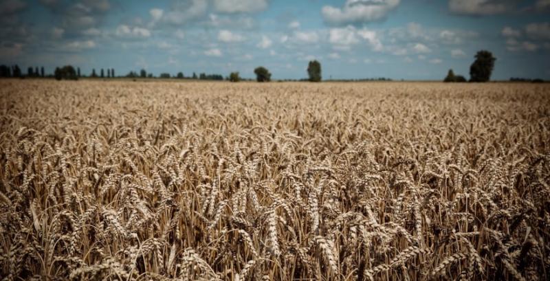 За 10 сезонів в Україні зросли площі під пшеницею 