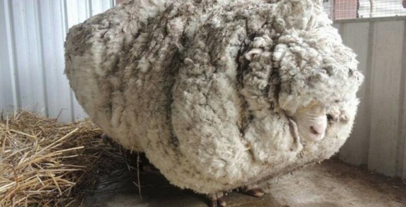 З австралійської вівці настригли 42 кг вовни