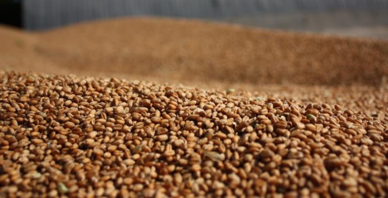 Майже 90% зерна на експорт купують за форвардними контрактами