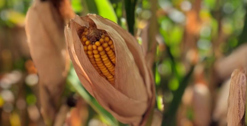 В експорті агропродукції з України до Китаю лідирує кукурудза