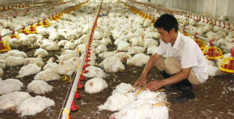 У Китаї фермери знищують птахів через коронавірус