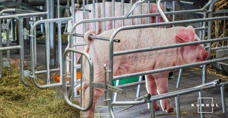 Обсяги виробництва свинини в Україні зросли майже на 5%