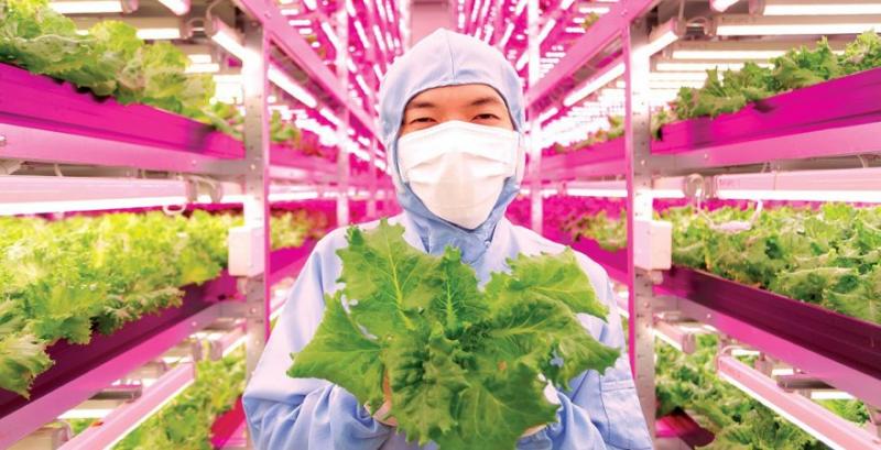 Японська овочева ферма стала світовим рекордсменом