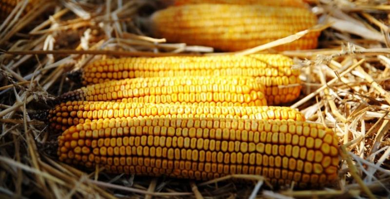 Українська кукурудза дешевшає другий тиждень поспіль на тлі коронавірусу 