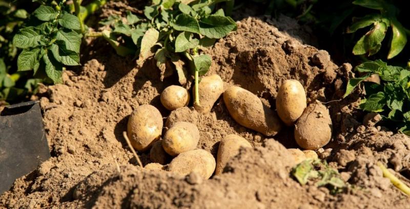 Через аномальну погоду аграріям прогнозують неврожай зернових та картоплі
