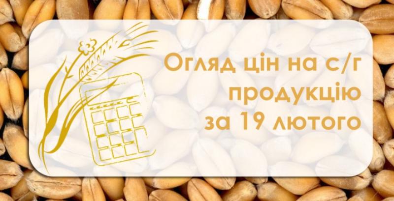 В Україні продовжує знижуватись ціна на кукурудзу — огляд цін на с/г продукцію за 19 лютого