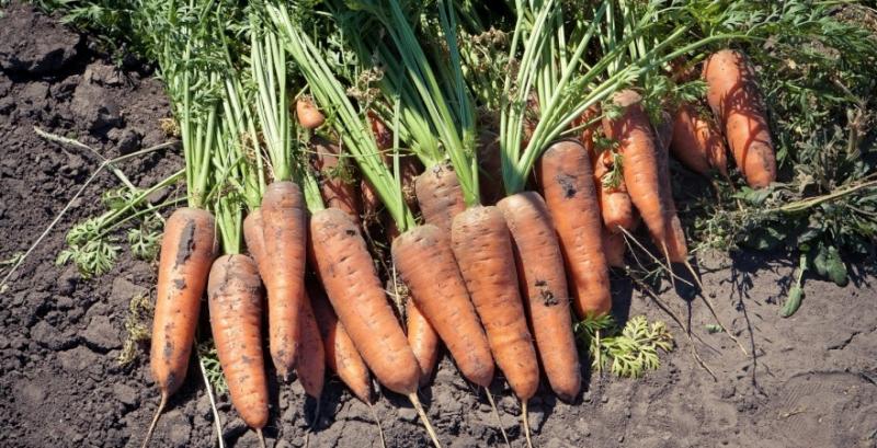 Через аномальне тепло фермери Херсонщини почали висівати моркву
