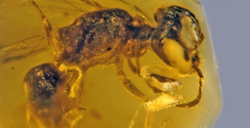 У бурштині знайшли бджолу віком понад 100 млн років